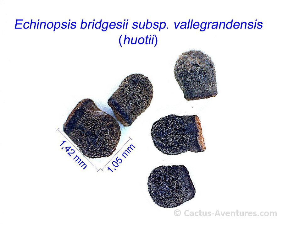 Echinopsis bridgesiii vallegrandensis ex huotii